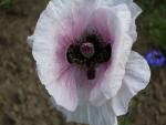 gourmandise coquelicot et patine